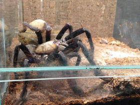 Смотреть фото Сингапурский фиолетовый птицеед Фото Сингапурский фиолетовый птицеед