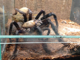 Смотреть фото Сингапурский фиолетовый птицеед Фото Сингапурский фиолетовый птицеед