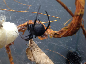 Смотреть фото Каракурт Фото Каракурт