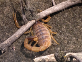 Смотреть фото Омдурманский скорпион Фото Омдурманский скорпион