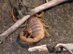 Смотреть фото Самые опасные животные для человека Фото Самые опасные животные для человека