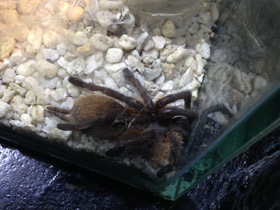 Смотреть фото Голубой птицеед Фото Голубой птицеед