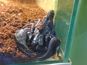 Смотреть фото Крупноклещневой пандинус Фото Крупноклещневой пандинус