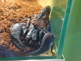 Смотреть фото Крупноклещневой пандинус Фото Крупноклещневой пандинус