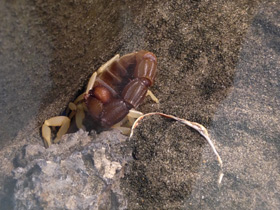 Смотреть фото Желтоногий парабутус Фото Желтоногий парабутус