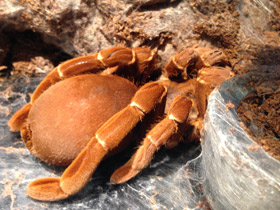 Смотреть фото Королевский паук-бабуин Фото Королевский паук-бабуин