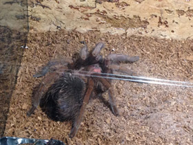 Смотреть фото Доминиканский птицеед Фото Доминиканский птицеед