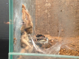 Смотреть фото Панамский псалмопеус Фото Панамский псалмопеус