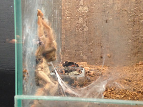 Смотреть фото Панамский псалмопеус Фото Панамский псалмопеус