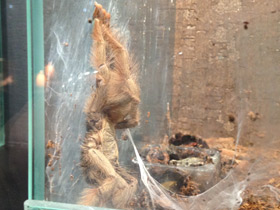 Смотреть фото Панамский псалмопеус Фото Панамский псалмопеус