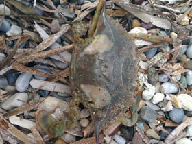 Смотреть фото Голубой краб Фото Голубой краб