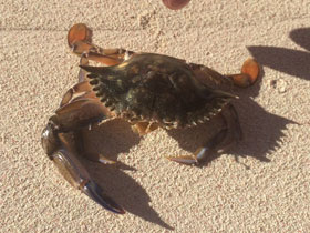 Смотреть фото Голубой краб Фото Голубой краб