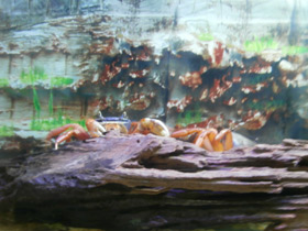 Смотреть фото Радужный краб Фото Радужный краб