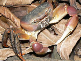 Смотреть фото Куриный краб Фото Куриный краб