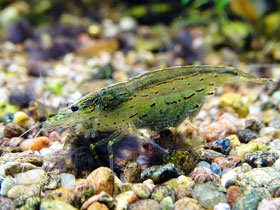 Смотреть фото Креветка Амано Фото Креветка Амано