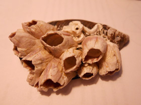 Смотреть фото Усоногие Фото Усоногие