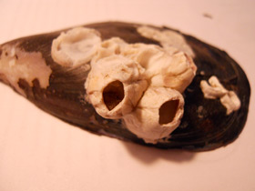 Смотреть фото Усоногие Фото Усоногие