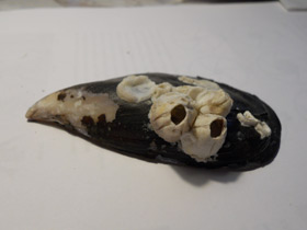 Смотреть фото Усоногие Фото Усоногие