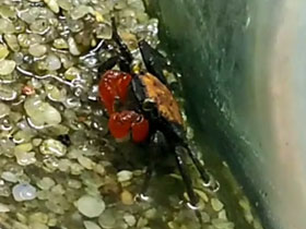 Фото Пурпурный краб-вампир