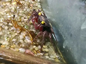 Смотреть фото Краб вампир Фото Краб вампир