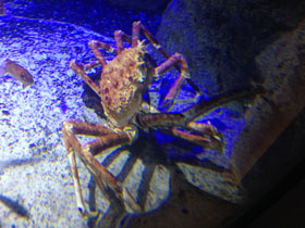 Смотреть фото Японский краб-паук Фото Японский краб-паук