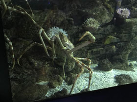 Смотреть фото Японский краб-паук Фото Японский краб-паук