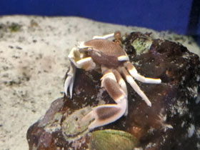 Смотреть фото Анемоновый пятнистый краб Фото Анемоновый пятнистый краб