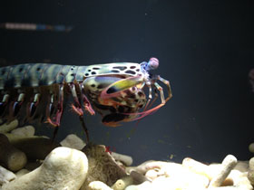 Смотреть фото Рак-богомол Фото Рак-богомол