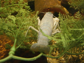 Смотреть фото Красный болотный рак Фото Красный болотный рак