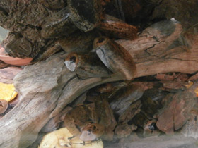 Смотреть фото Таракан архимандрит Фото Таракан архимандрит