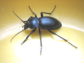 Смотреть фото Жужелица гладкая Фото Жужелица гладкая