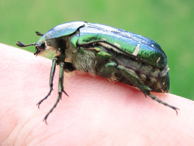 Смотреть фото Бронзовка золотистая Фото Бронзовка золотистая