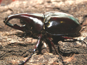 Фото Халькосома атлас