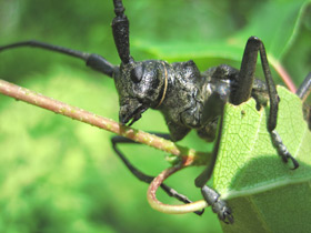 Смотреть фото Большой черный еловый усач Фото Большой черный еловый усач