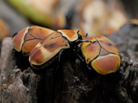 Фото Бронзовка африканская