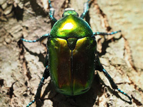 Смотреть фото Бронзовка гладкая Фото Бронзовка гладкая