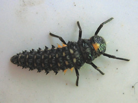 Смотреть фото Двадцатидвухточечная коровка Фото Двадцатидвухточечная коровка