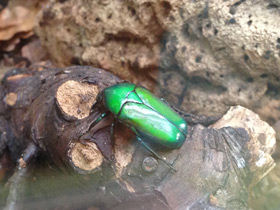 Фото Бронзовка смарагдовая