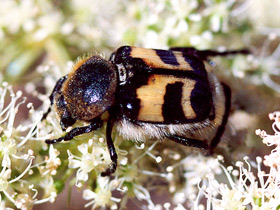 Смотреть фото Восковик перевязанный Фото Восковик перевязанный