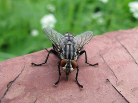 Смотреть фото Настоящие мухи Фото Настоящие мухи