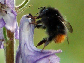 Смотреть фото В царстве пчел и муравьев Фото В царстве пчел и муравьев
