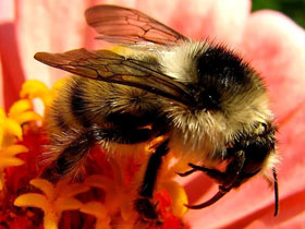 Смотреть фото Необыкновенный шмель Фото Необыкновенный шмель