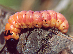 Смотреть фото Древоточец Фото Древоточец