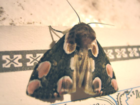 Смотреть фото Деревенская медведица Фото Деревенская медведица