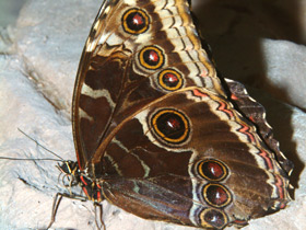 Смотреть фото Брассолиды Фото Брассолиды