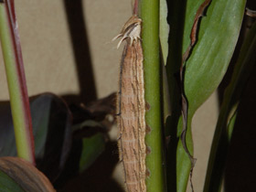 Смотреть фото Брассолиды Фото Брассолиды