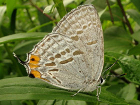 Смотреть фото Зефир тихоокеанский Фото Зефир тихоокеанский
