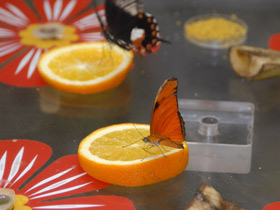 Фото Геликонида Юлии