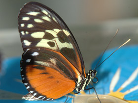 Фото Формы и краски в мире животных