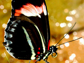 Фото Бабочка-мельпомена